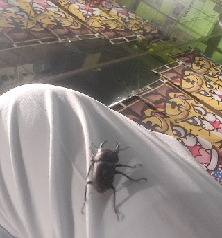 かわいいお客さんの画像
