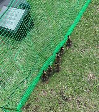 藤沢工場の池に珍しい来客が。。。の画像