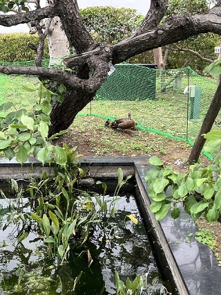 藤沢工場の池に珍しい来客が。。。の画像